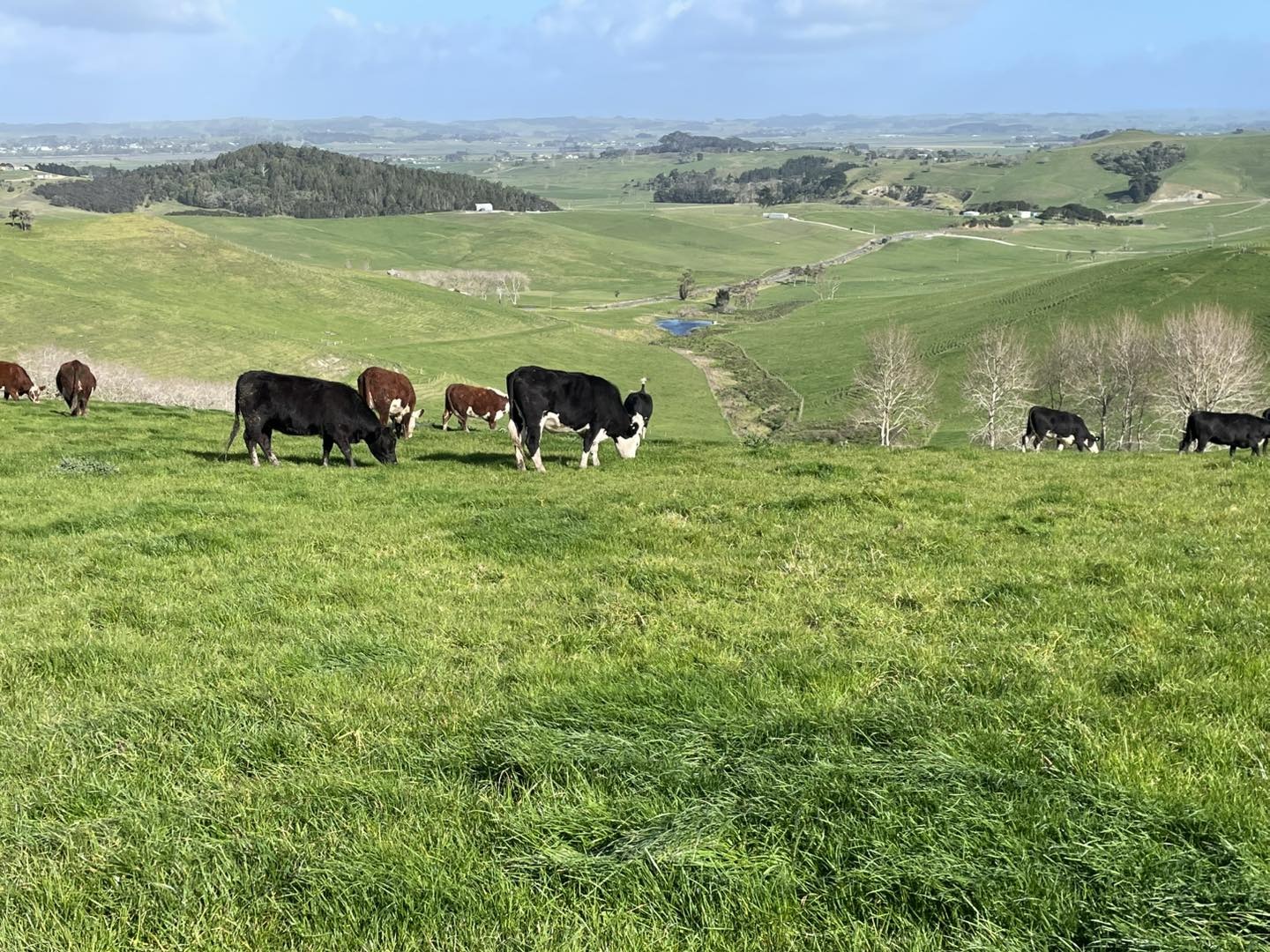Danbri Farm Landscape Image